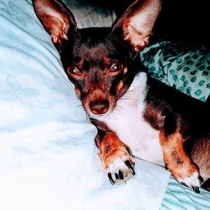 Meet your Posher, Bernice